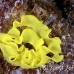 nudibranch_eggs_uc_h_0031_pal0531.jpg